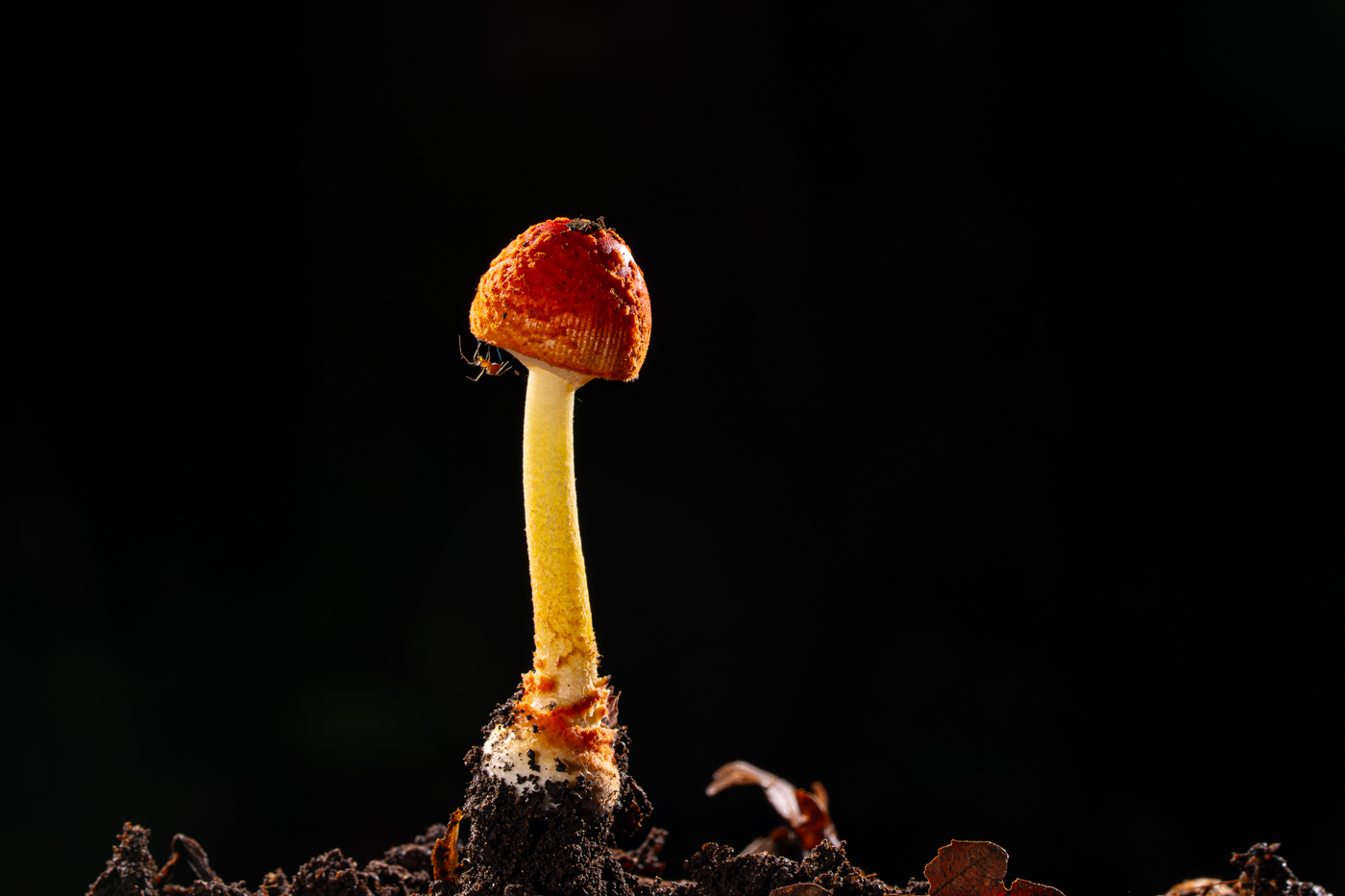 A9300436.jpg
