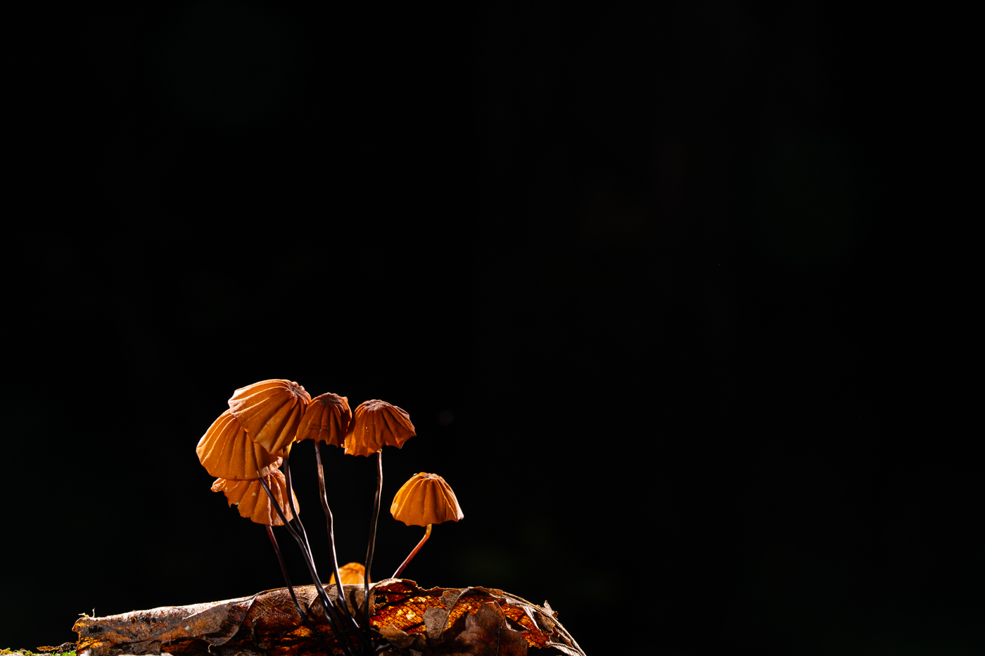 A9300416.jpg