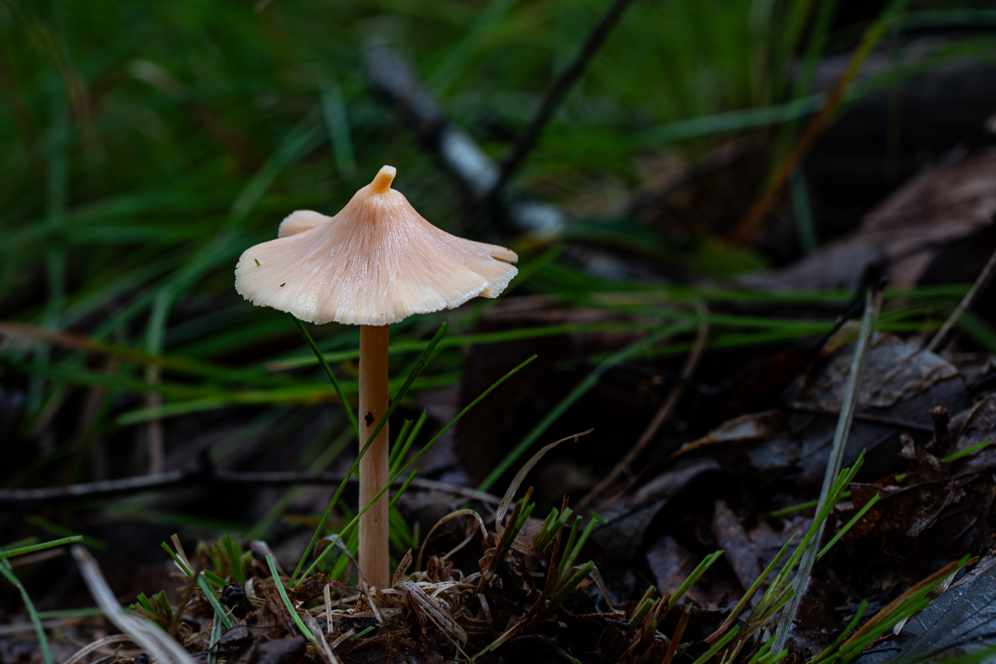 A9300686.jpg