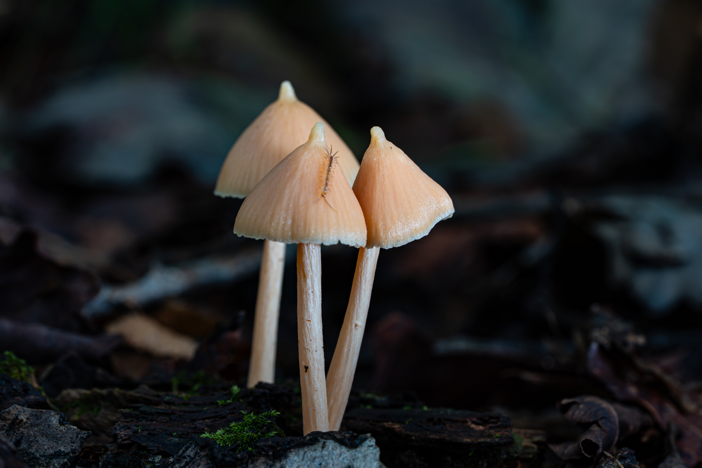 A9300017.Id_824.jpg
