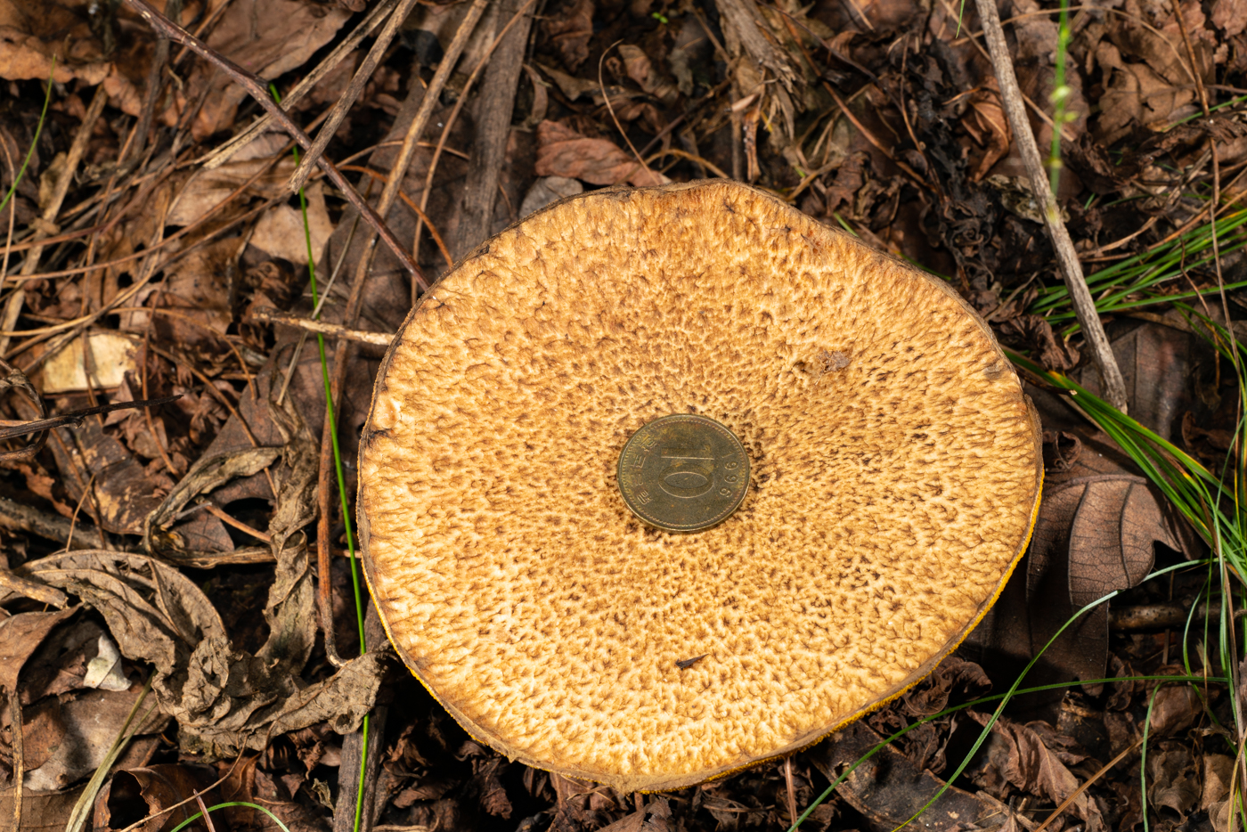 YDY00977.jpg