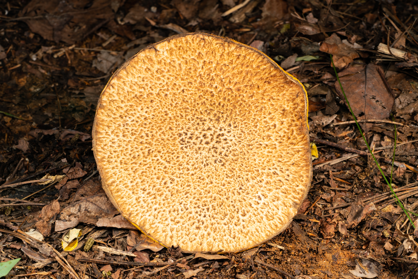 YDY00989.jpg