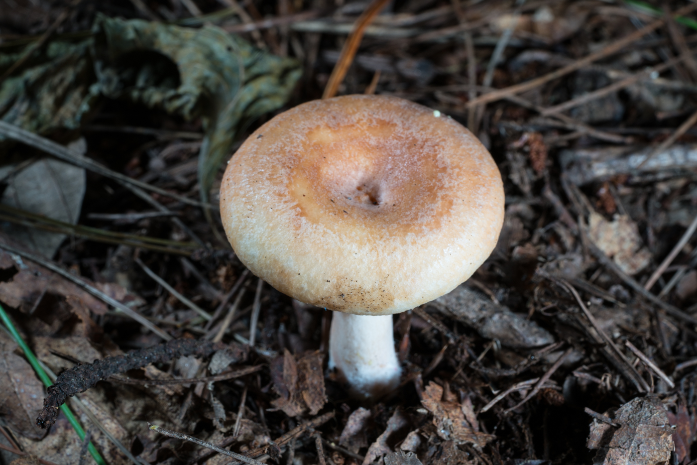 YDY06740.jpg