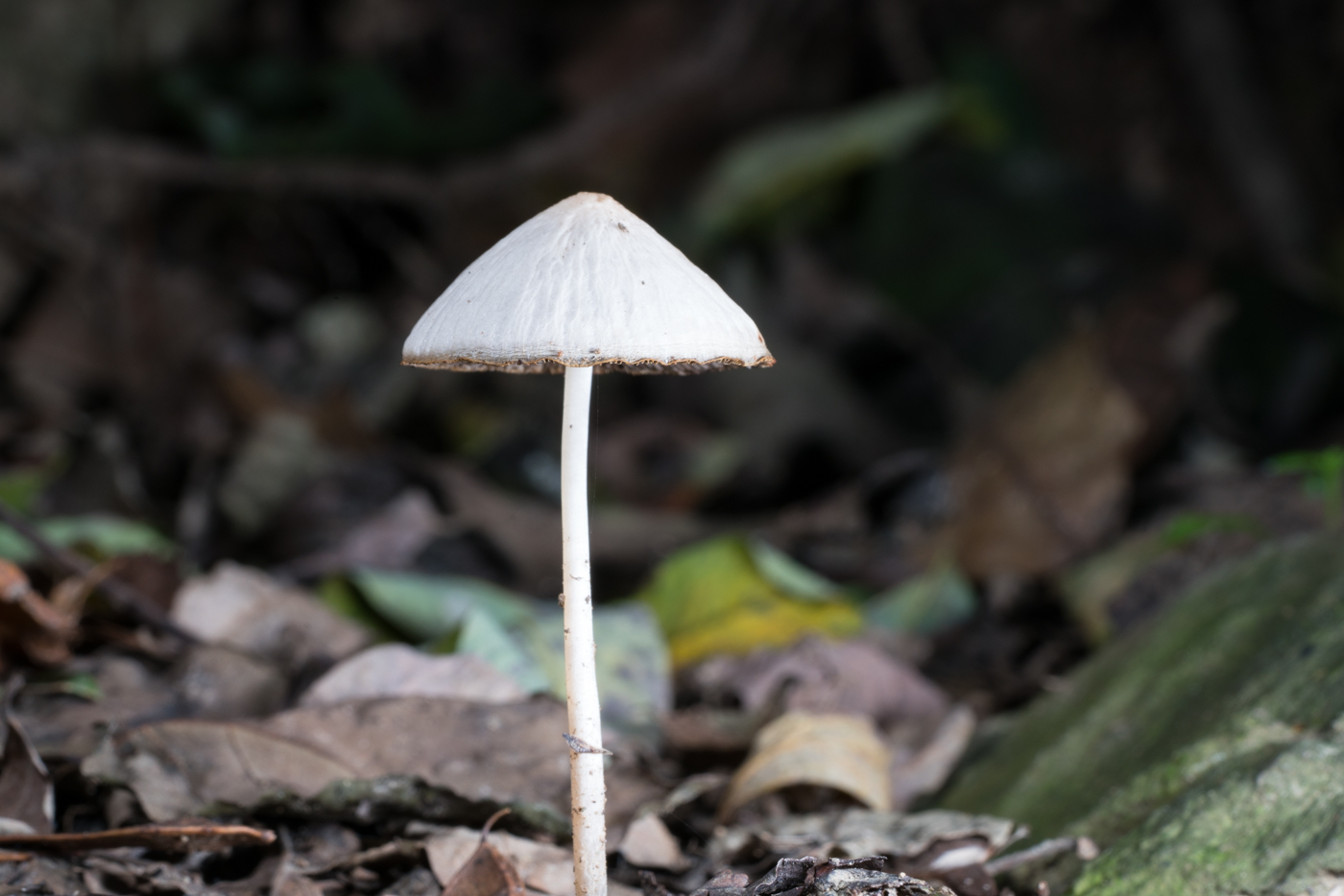 YDY06765.jpg