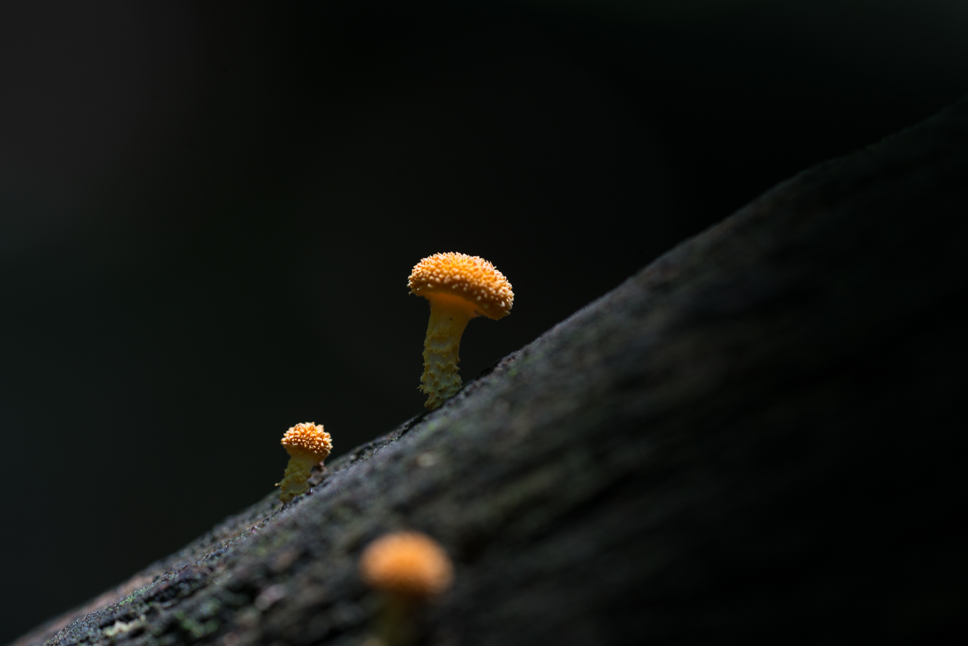 YDY08393.jpg