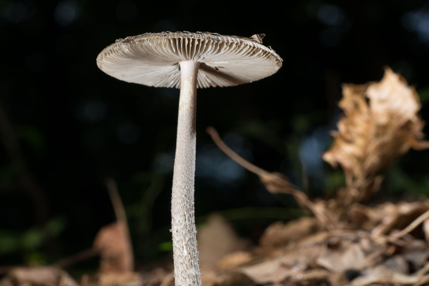 YDY05400.jpg