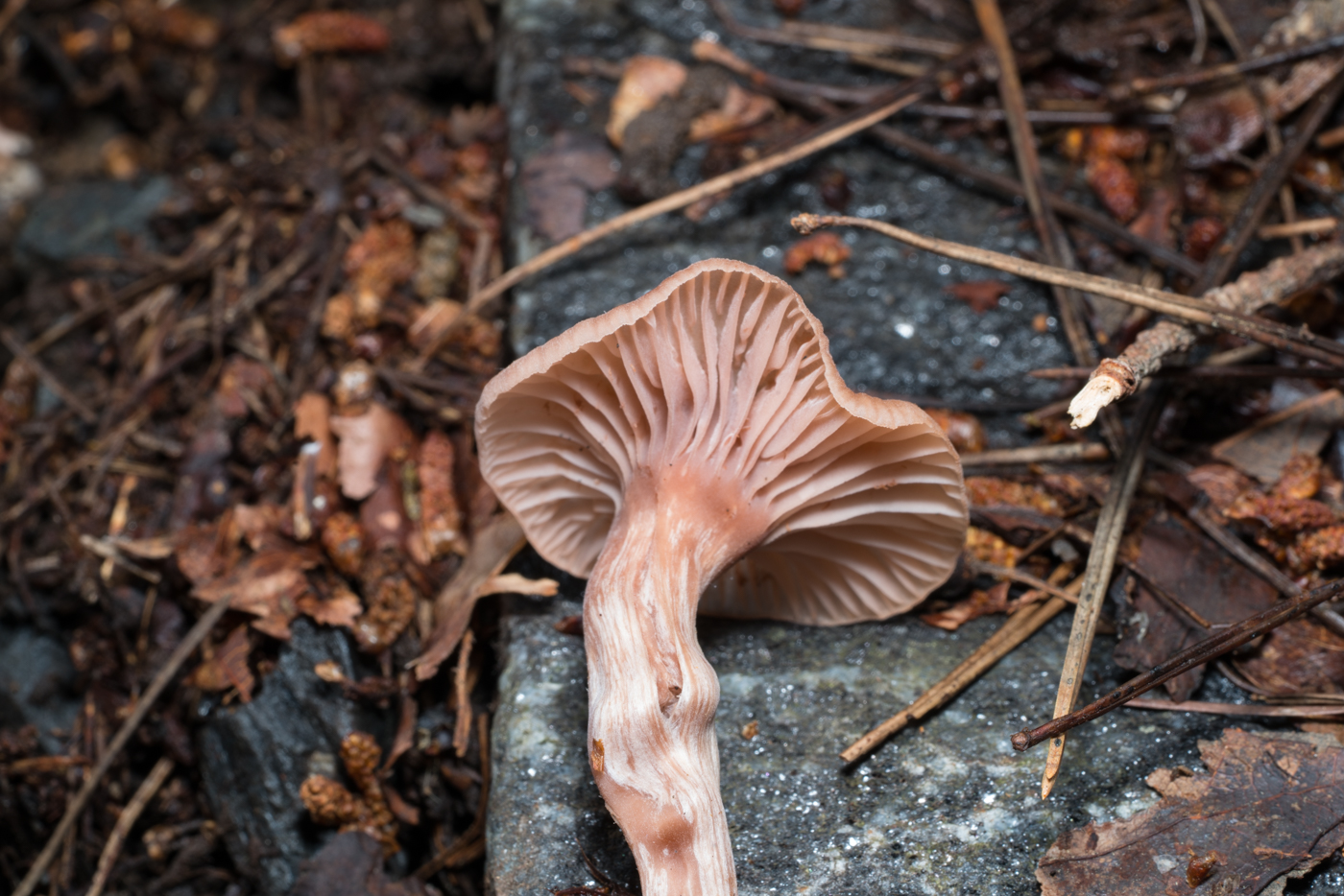 YDY05524.jpg