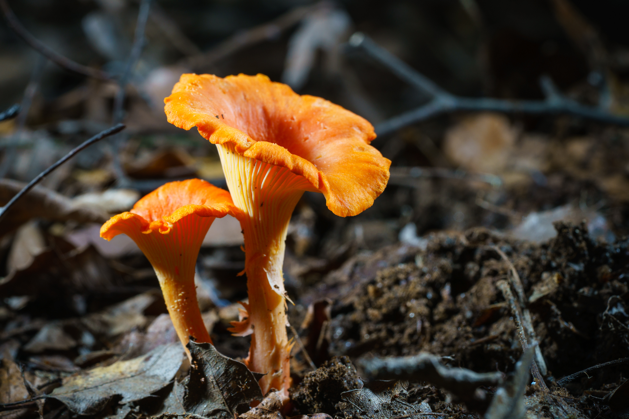 DSC04324.jpg