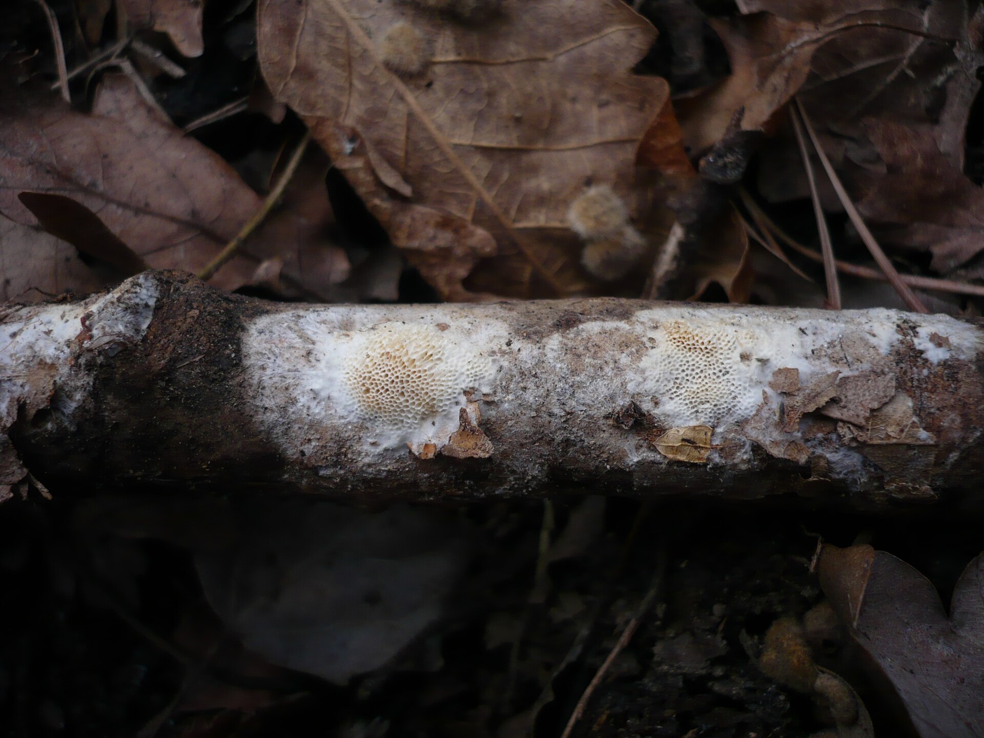 Ceriporiopsis_gilvescens_38451.jpg