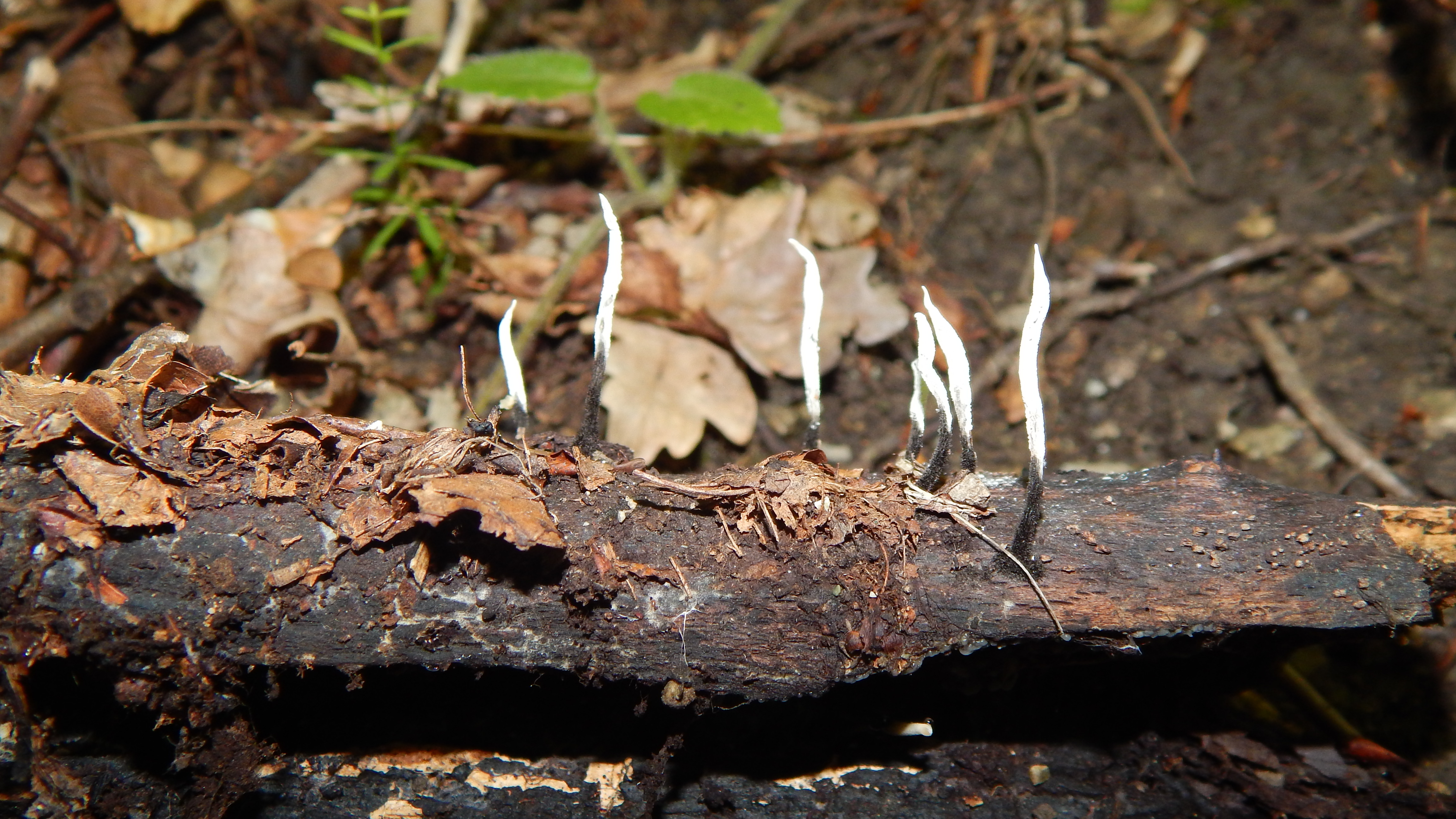 Xylaria_filiformis.jpg