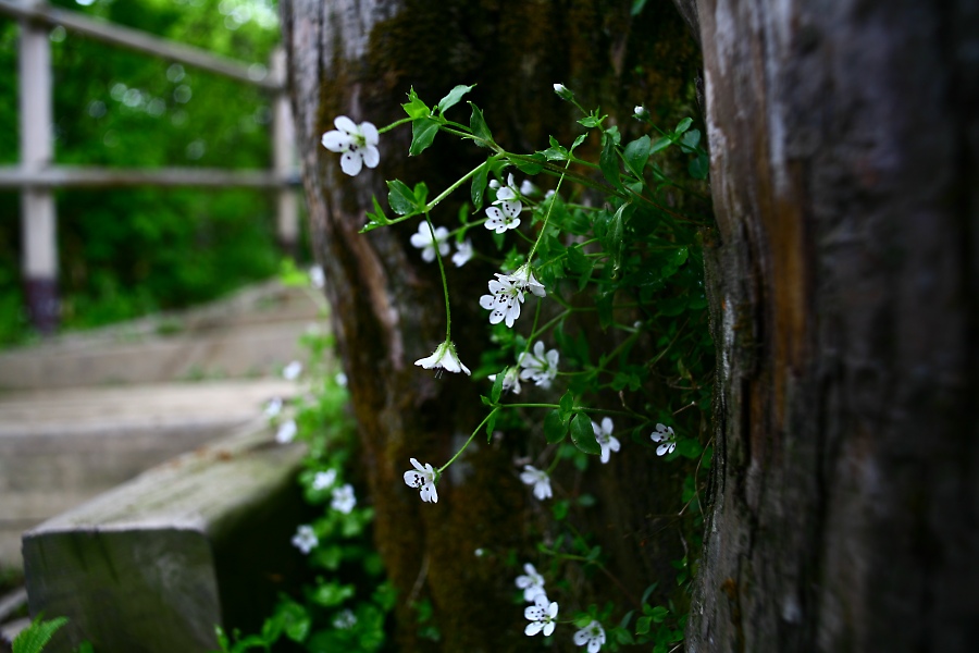 덩굴개별꽃img_8458.jpg