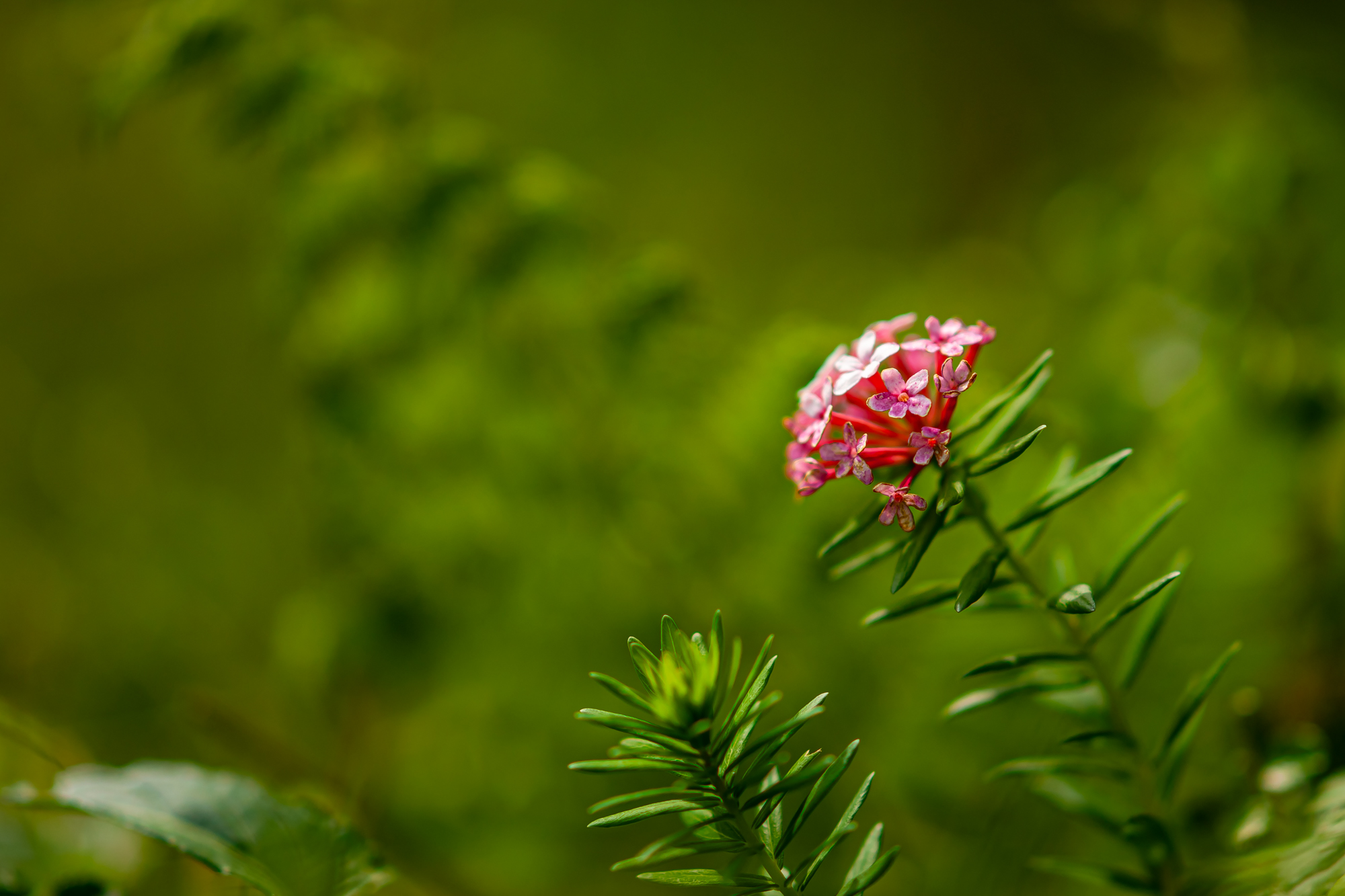 DSC04206.JPG