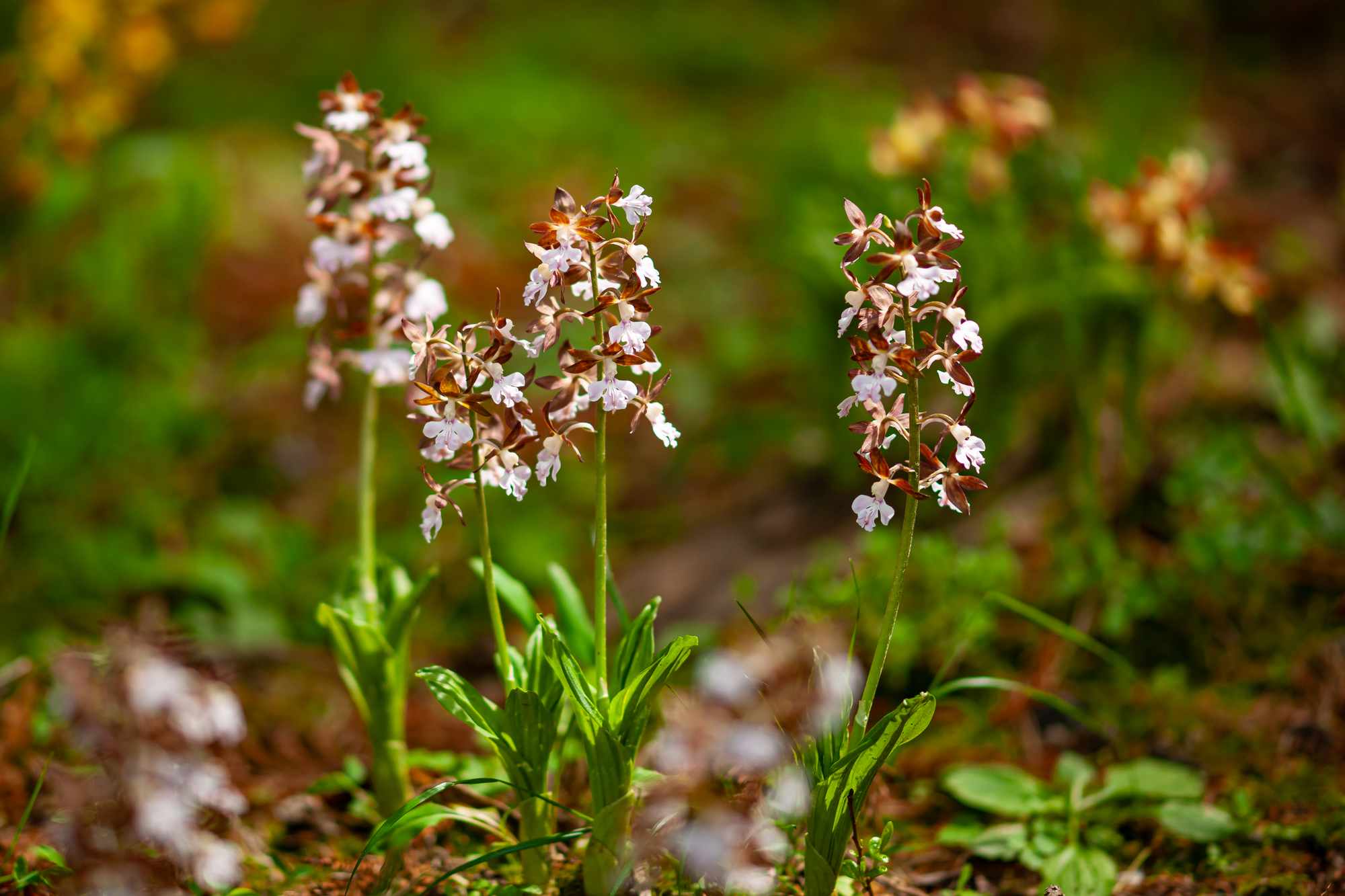 DSC04128.JPG