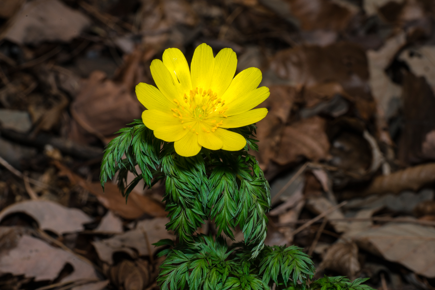 YDY05027.jpg