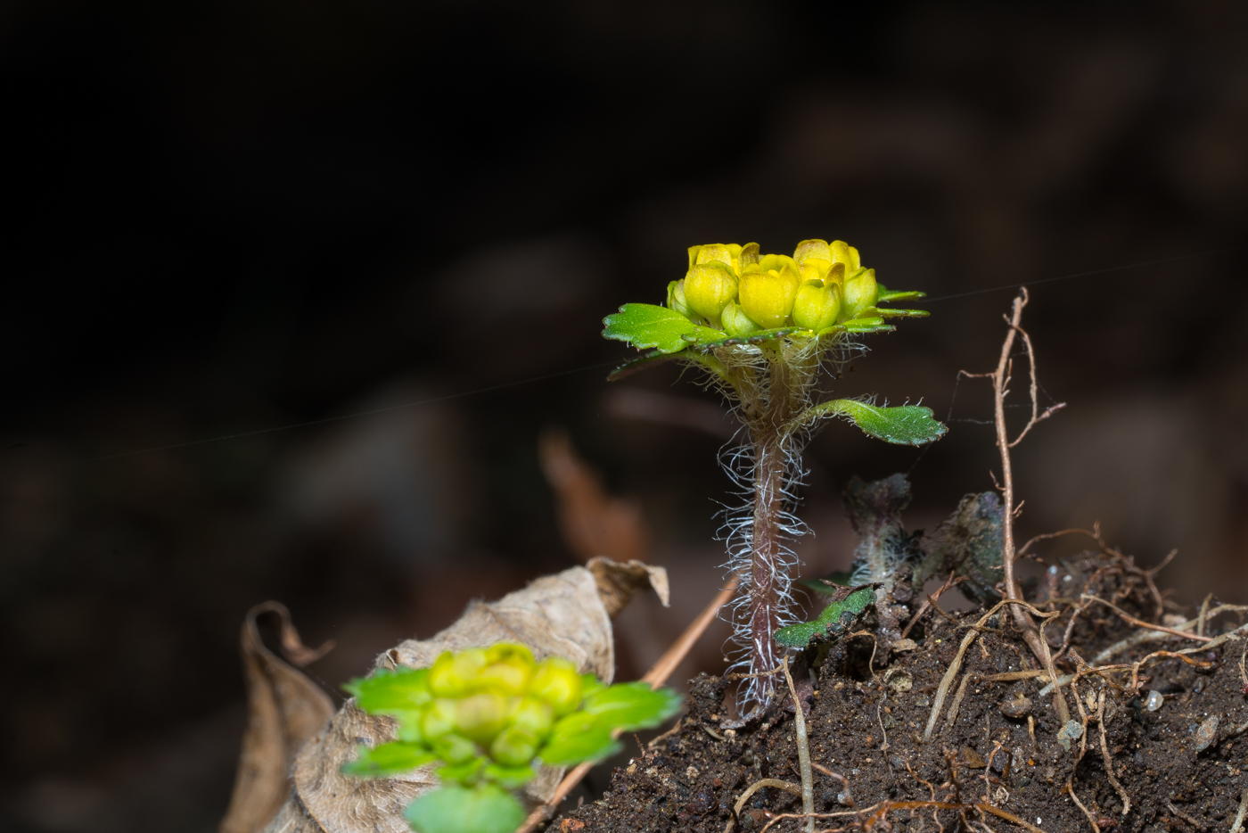 YDY04979.jpg