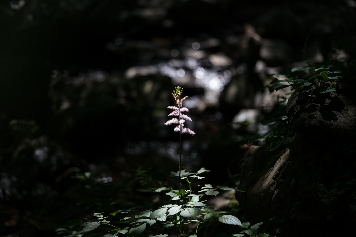 YDY08933.jpg
