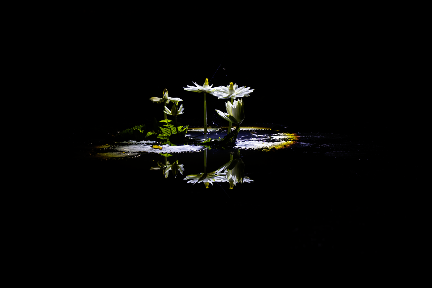 YDY00088.png