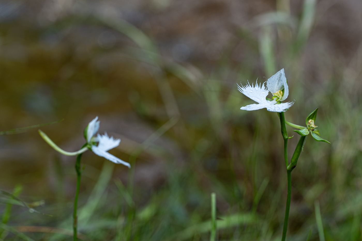A9300213.jpg