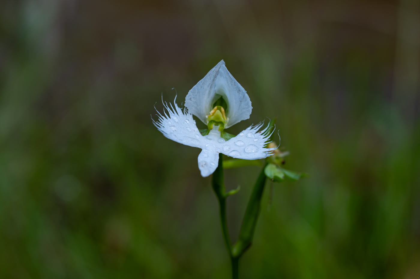 A9300210.jpg