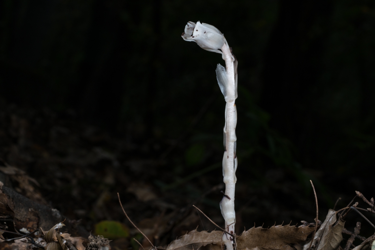YDY06619.jpg