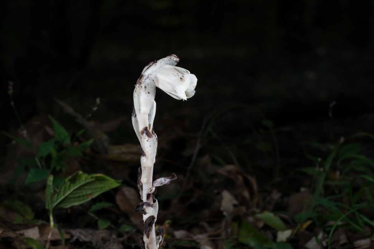 YDY06680.jpg