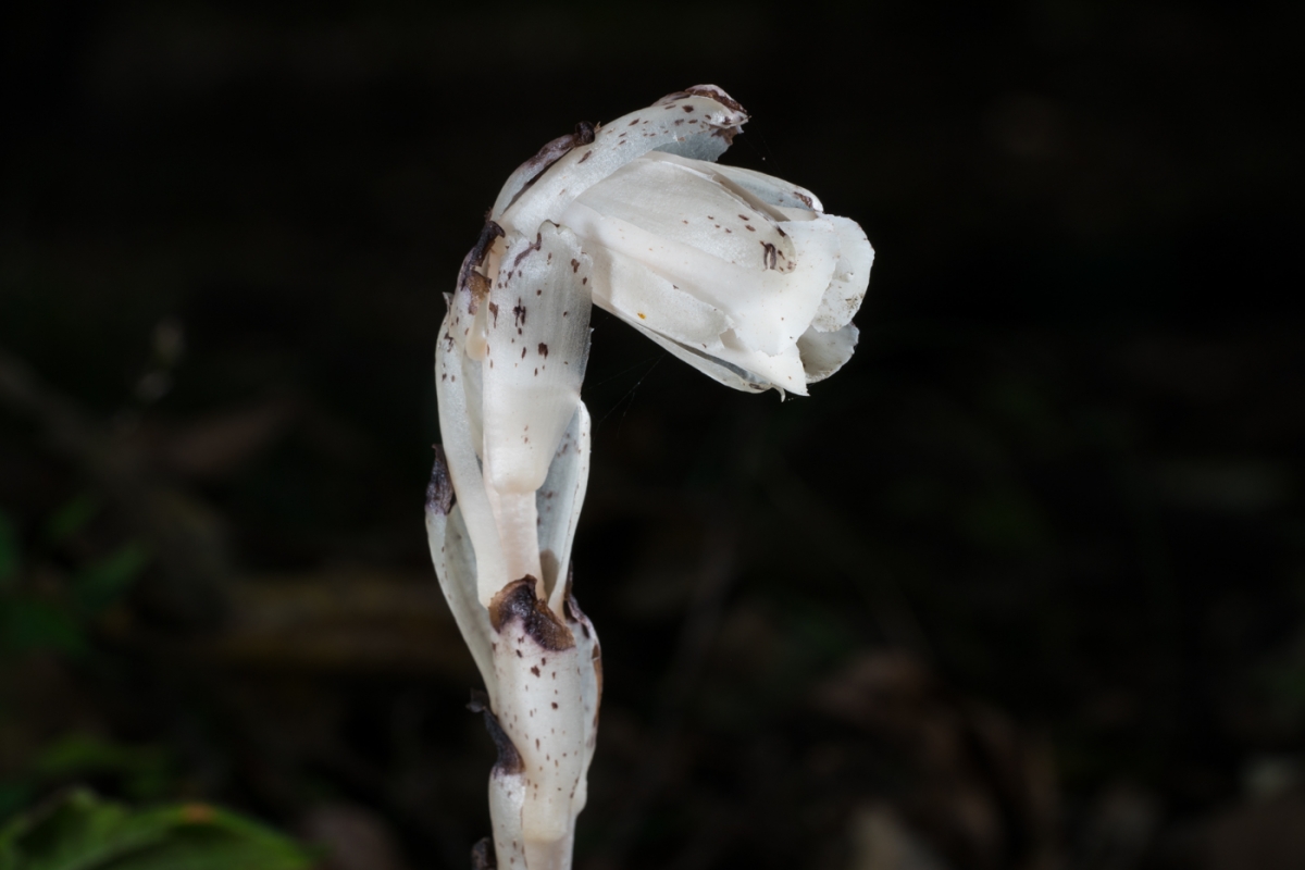 YDY06677.jpg