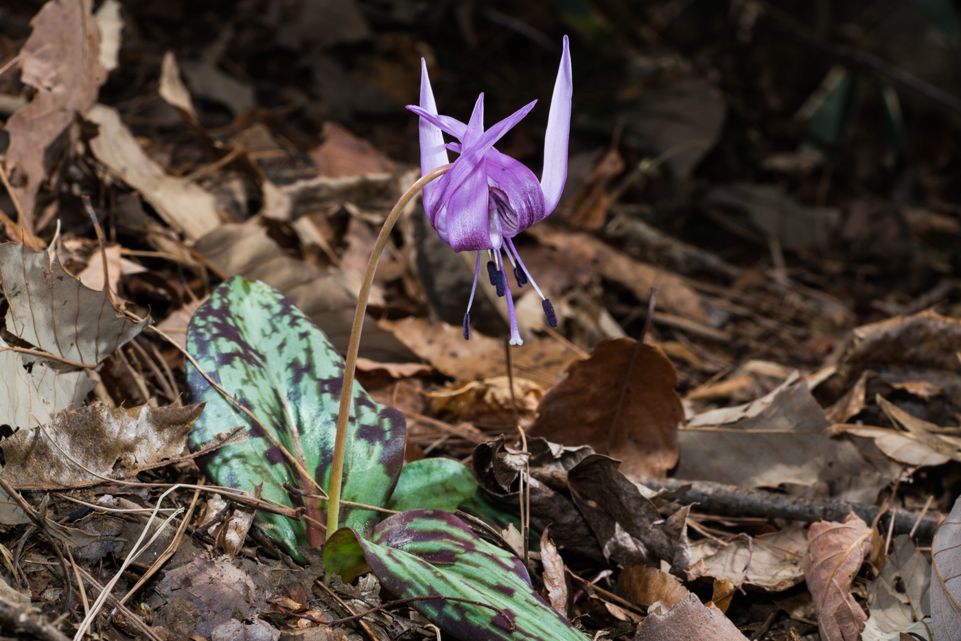 YDY05016.jpg