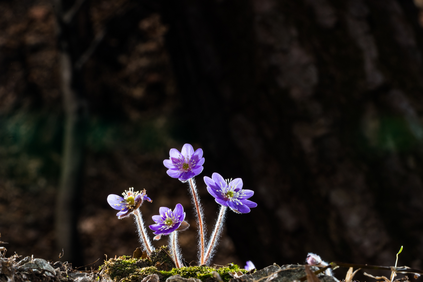 YDY05179.jpg