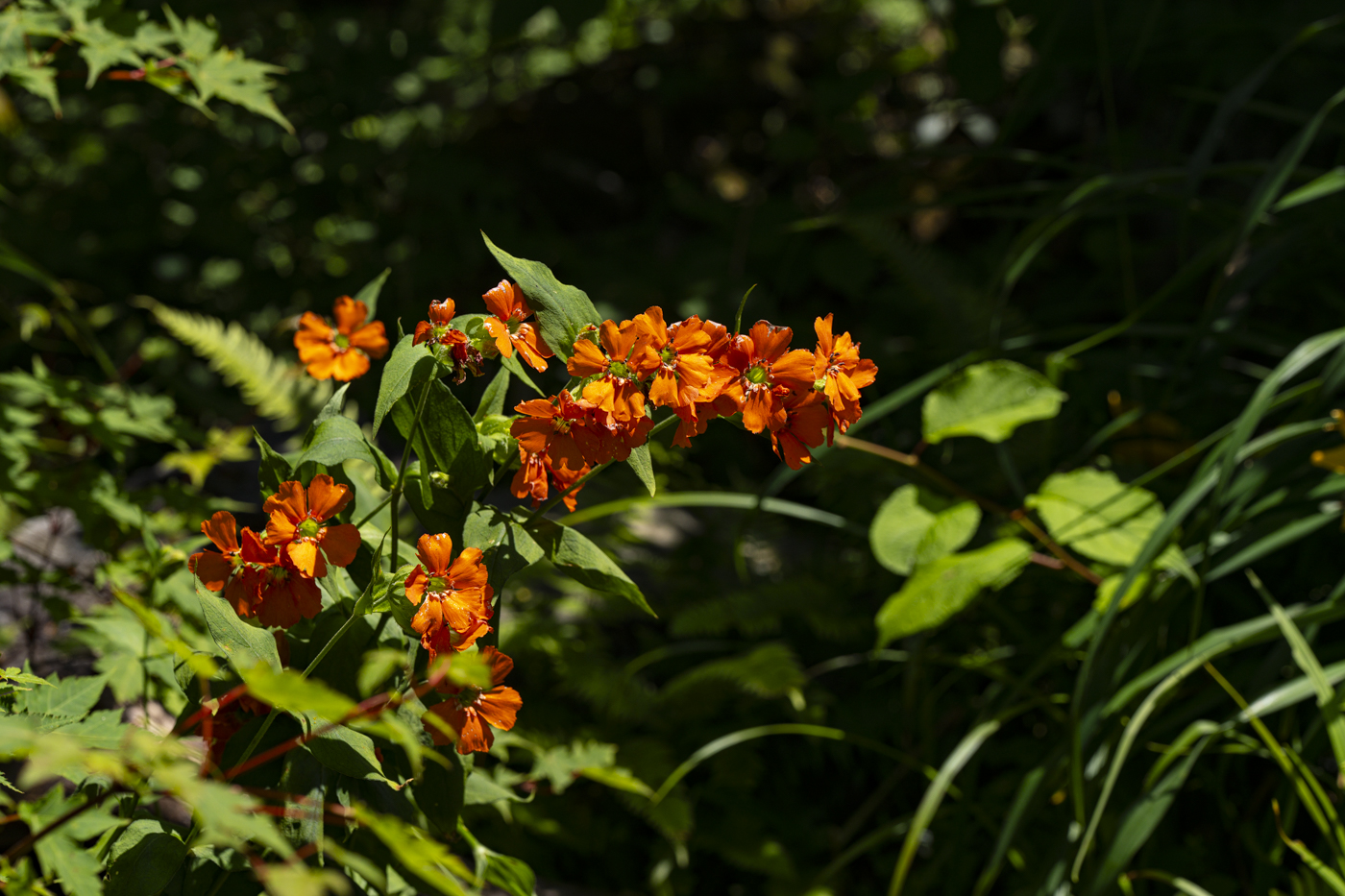 YDY00437.jpg