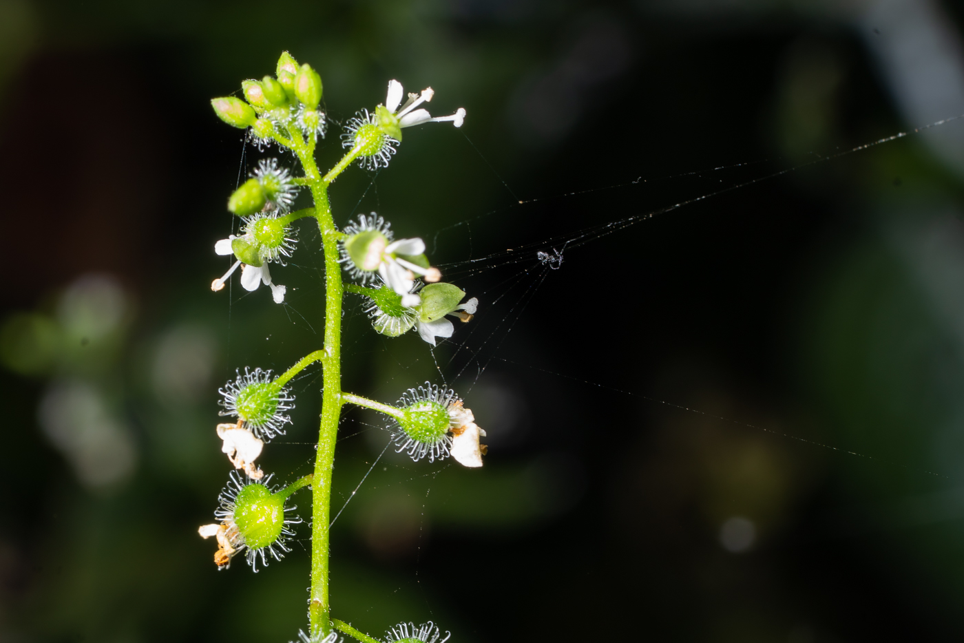 YDY09446.jpg