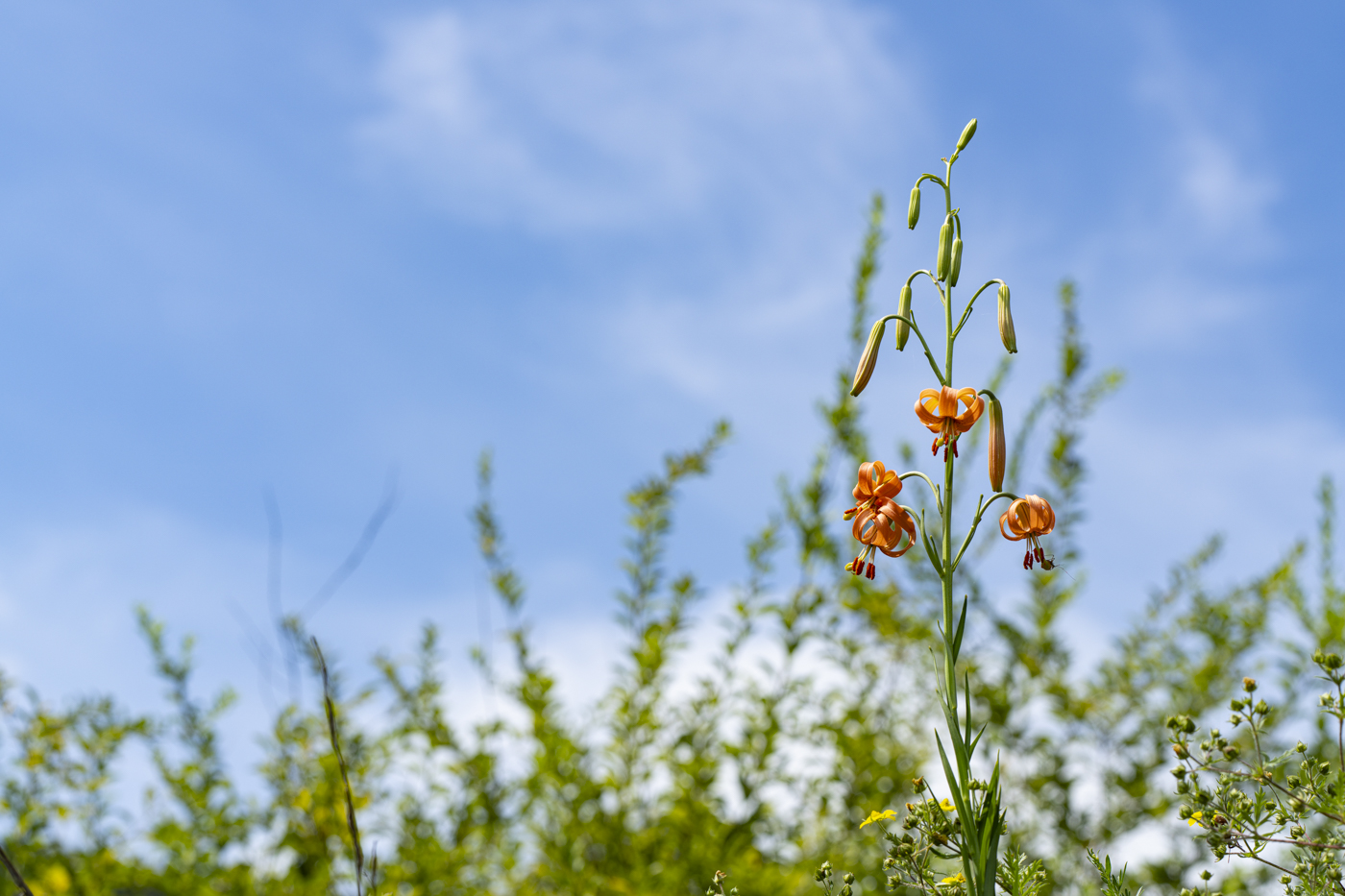 YDY00964.jpg
