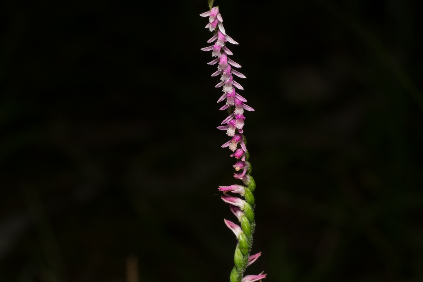 YDY08754.jpg