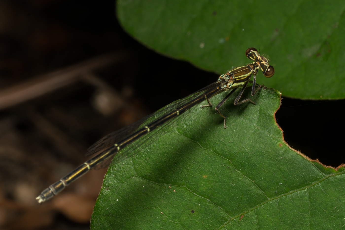 YDY09152.jpg
