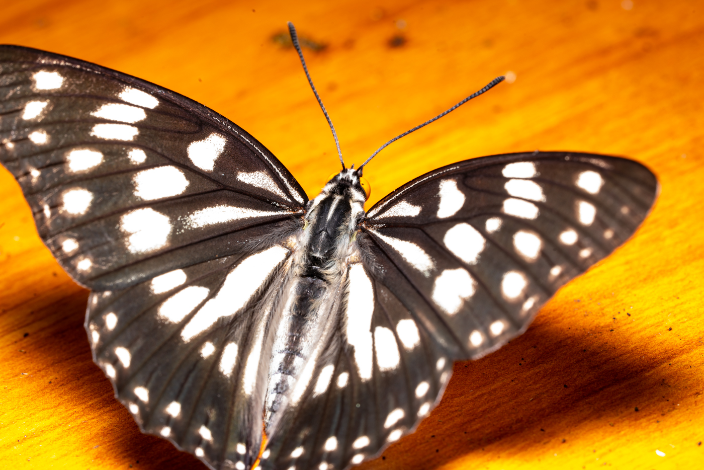 YDY09465.jpg