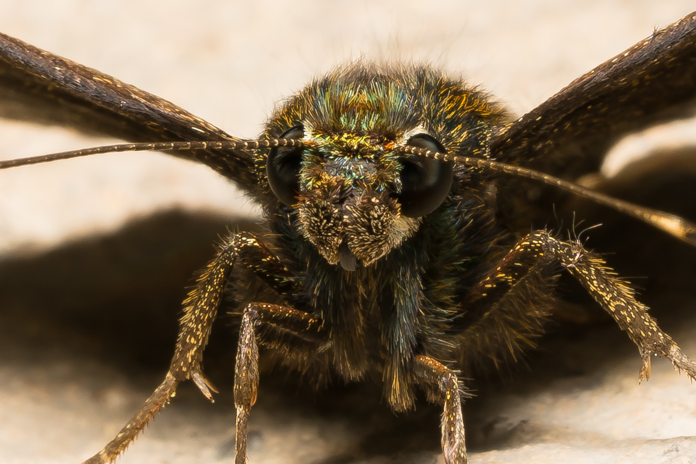 YDY08130-2.jpg