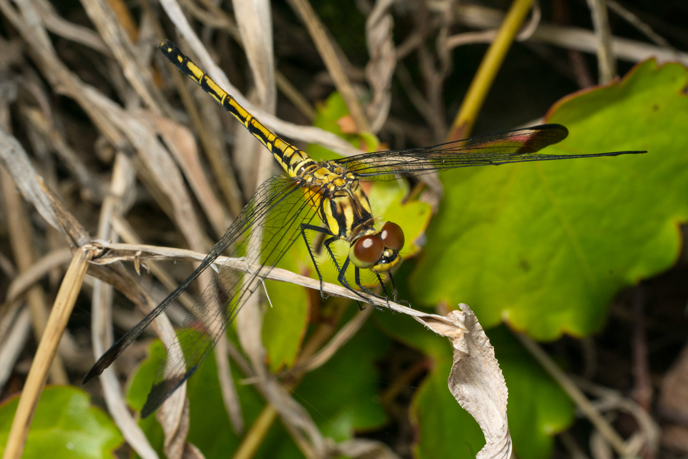 YDY08178.jpg