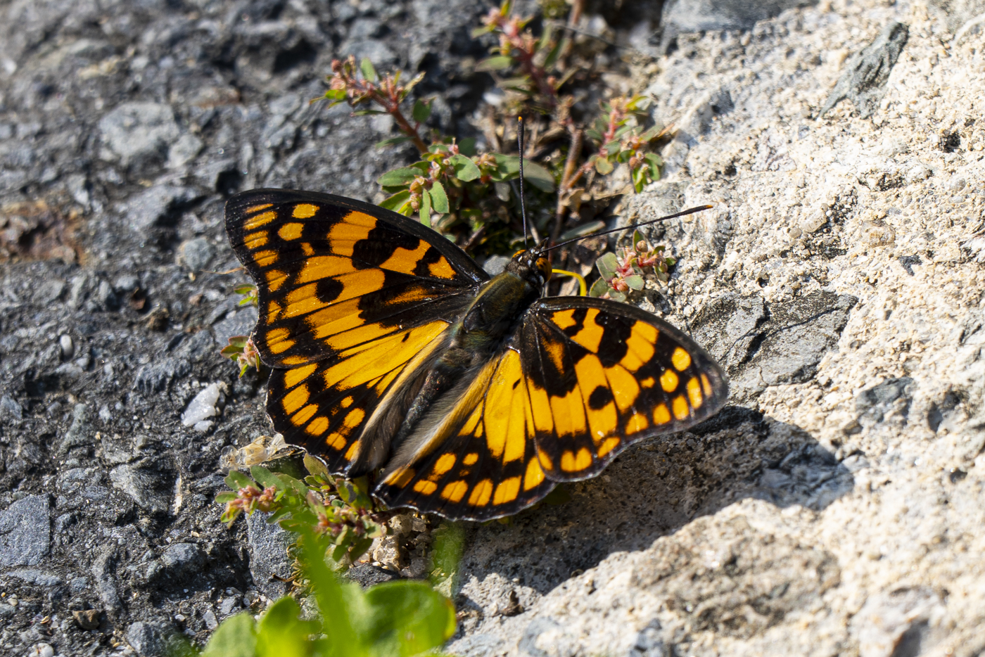 YDY00981.jpg