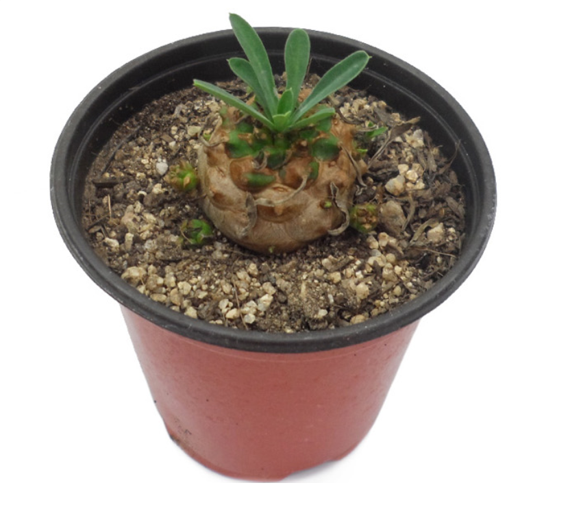 20161127_145236.png