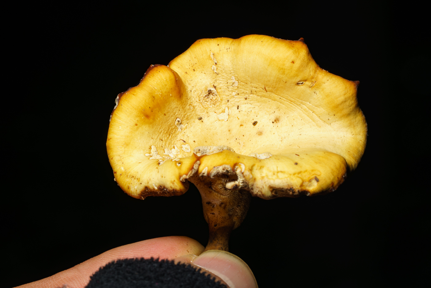 YDY00483.jpg