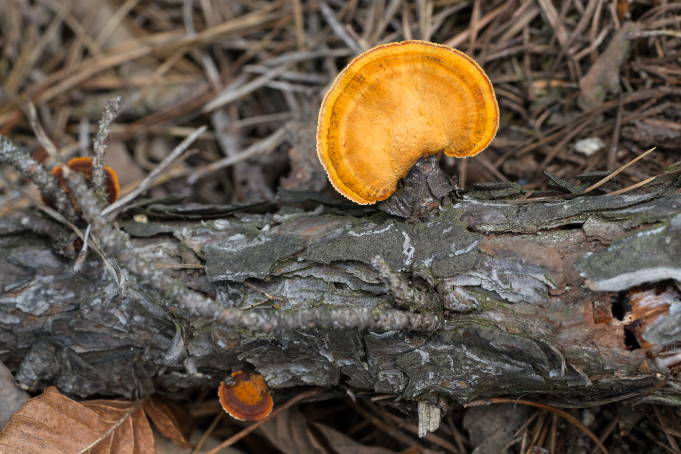 DSC03978.jpg