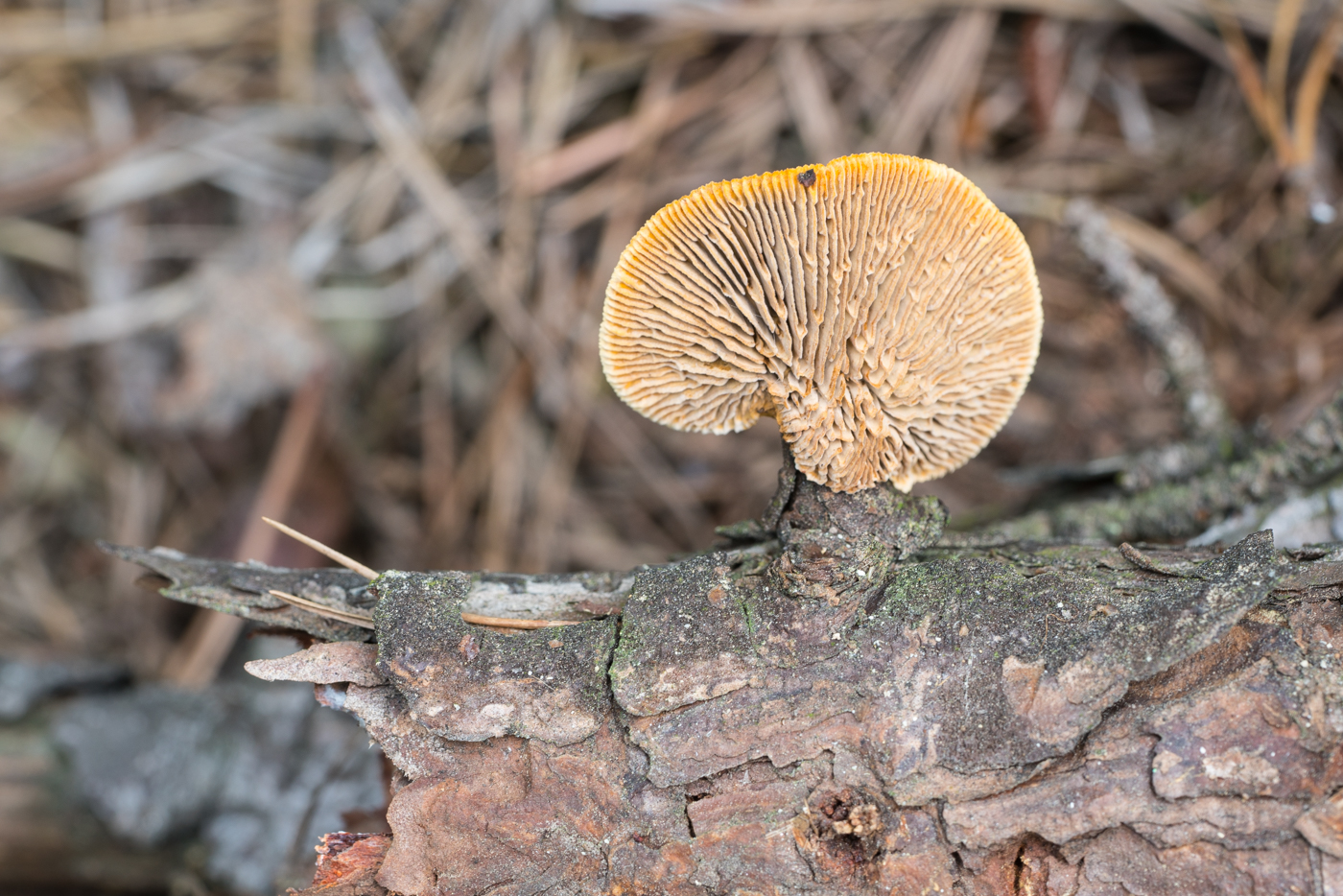 DSC03981.jpg
