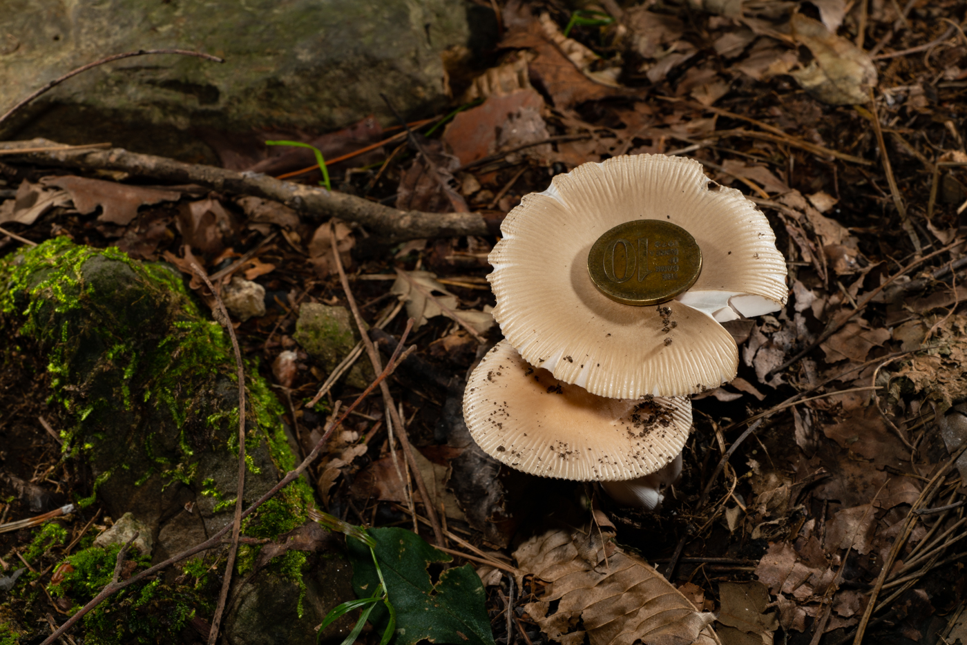 YDY00283.jpg