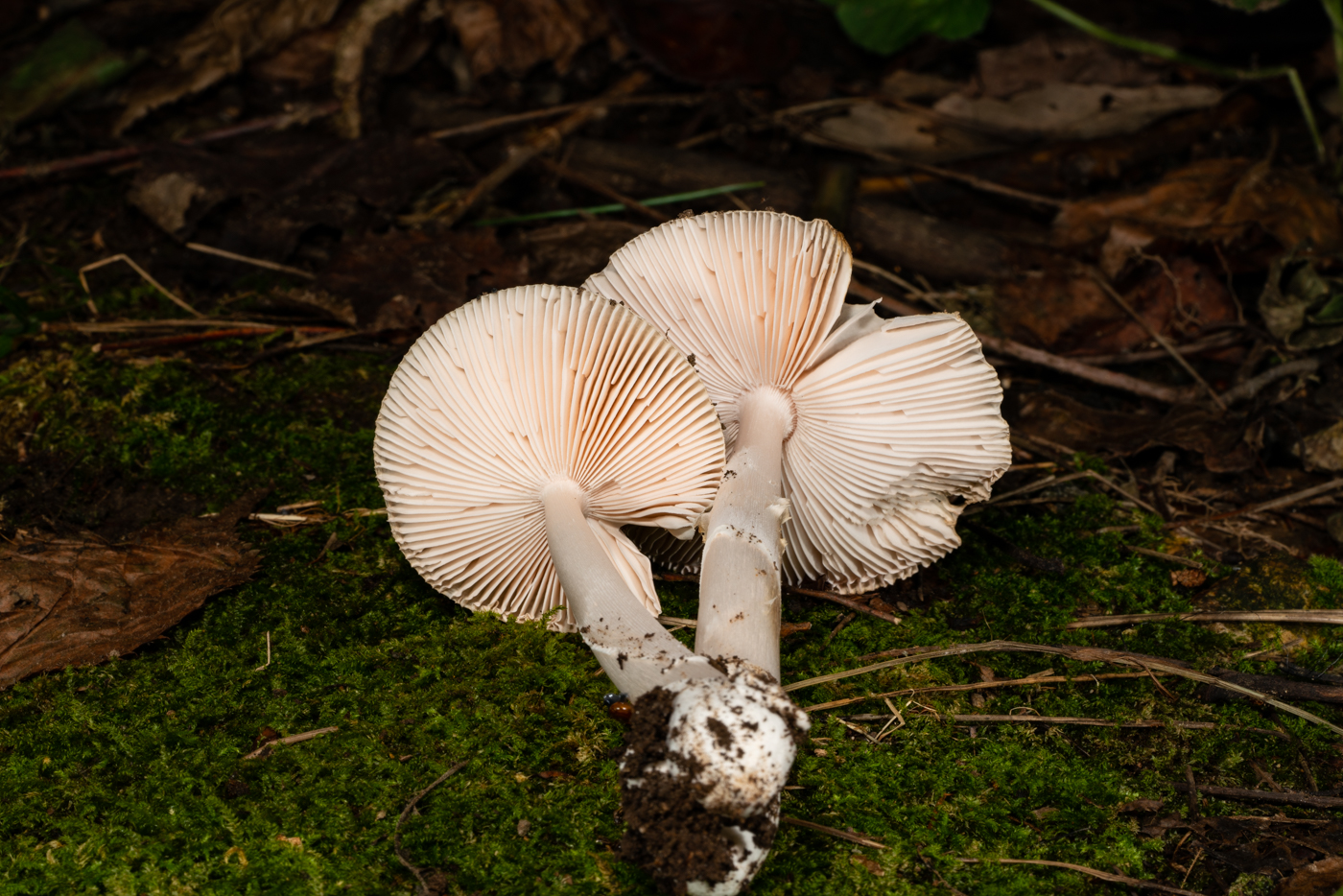 YDY00286.jpg