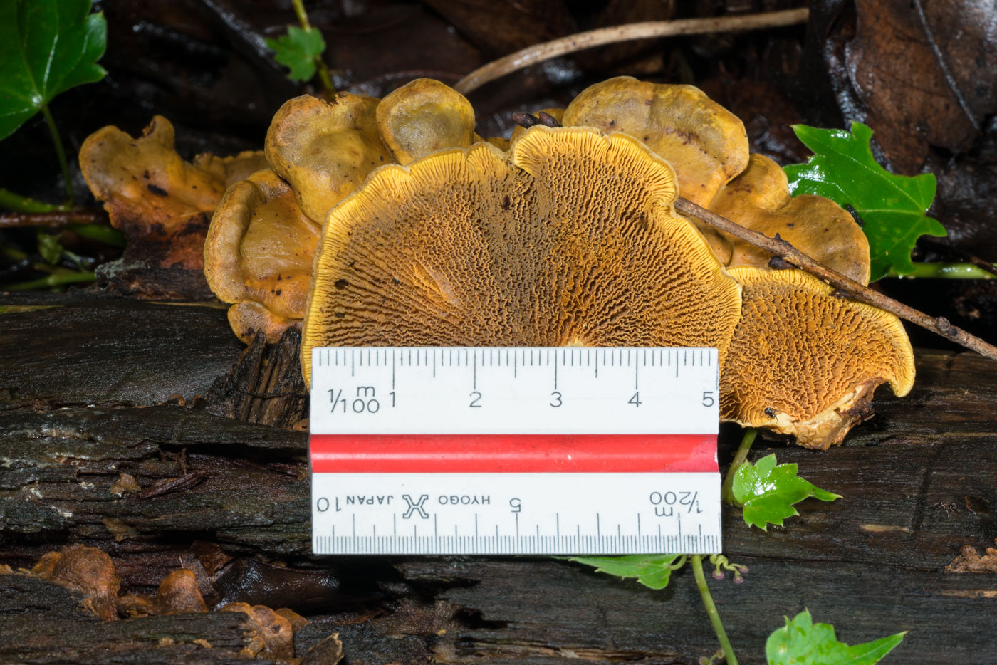 YDY03993.jpg