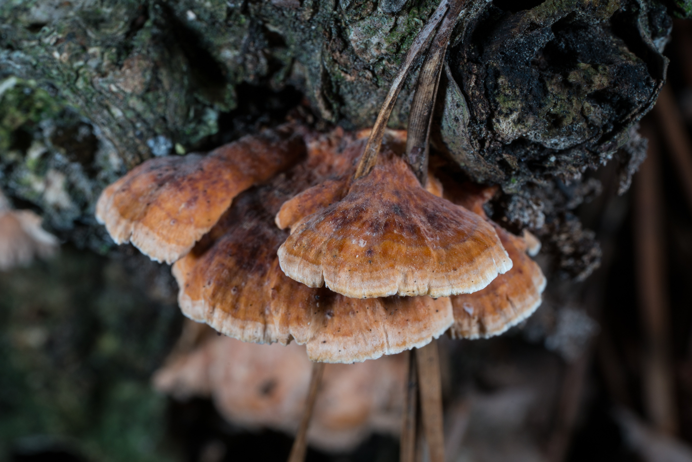 DSC04069.jpg