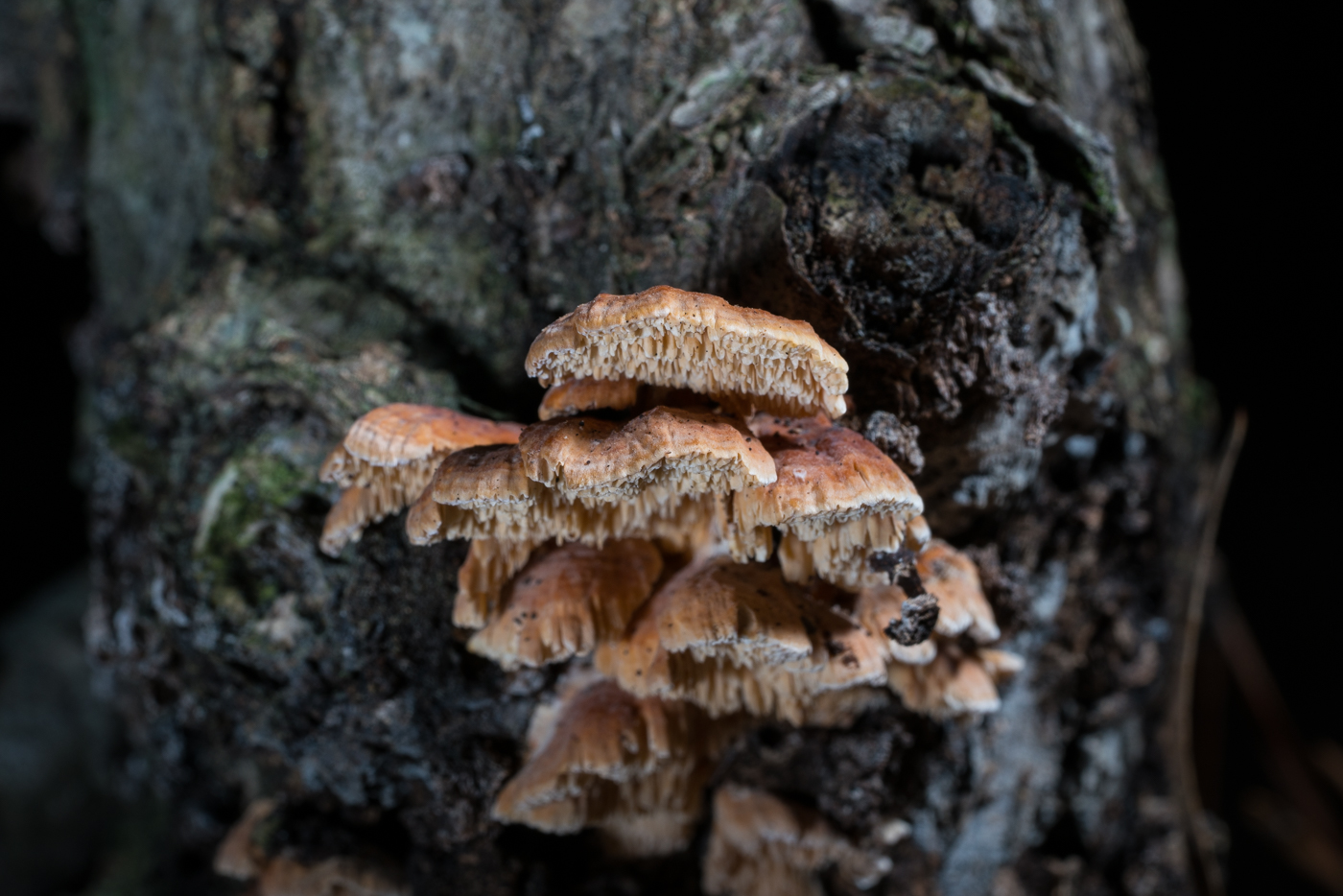 DSC04076.jpg