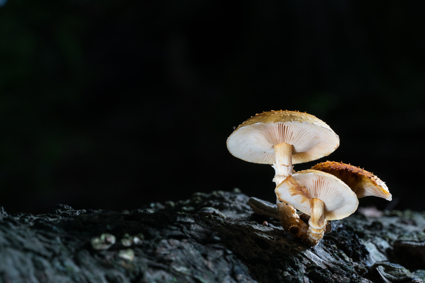 YDY05040.jpg