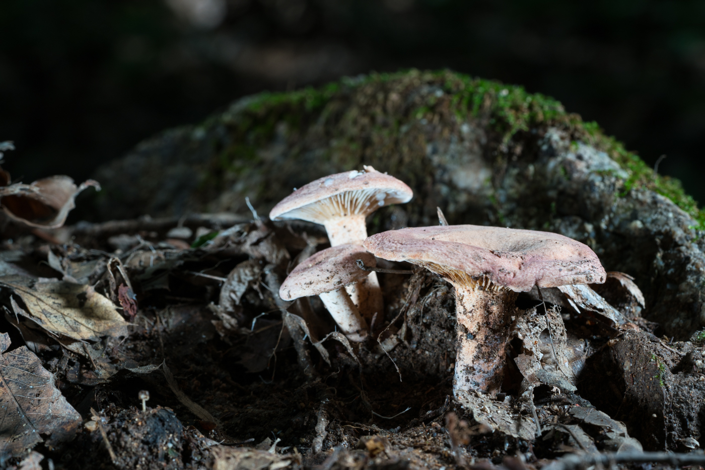 YDY04998.jpg