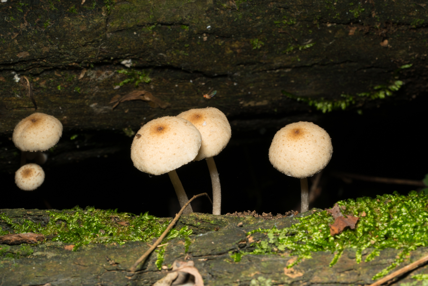 YDY08990.jpg