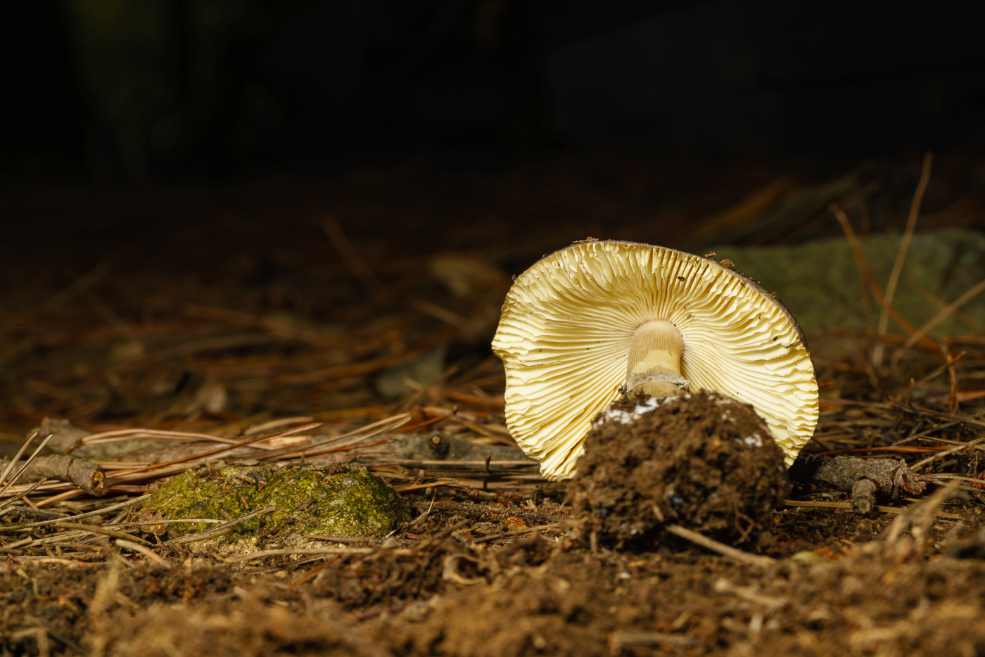 YDY00542.jpg
